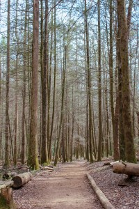 desoto falls trail