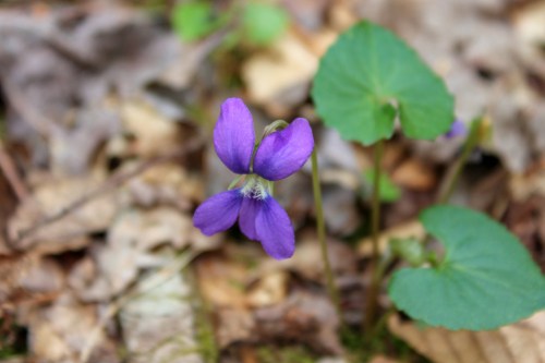 purple wildflower