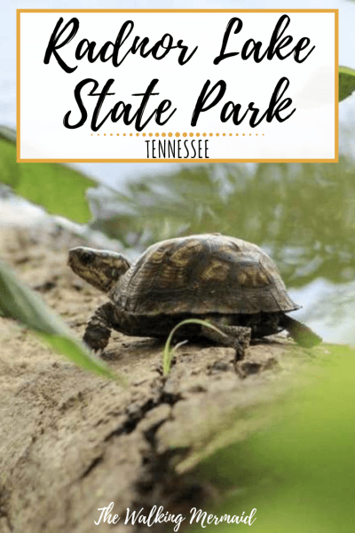 radnor lake state park nashville tennessee turtle on a log overlay pinterest pin image