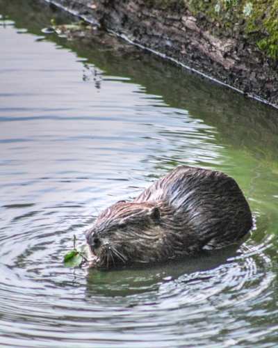 radnor lake nashville tennessee