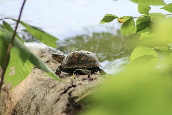 radnor lake nashville tennessee