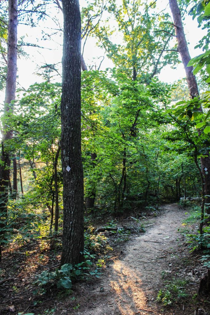 view of one of the hiking trails at green mountain in huntsville, alabama