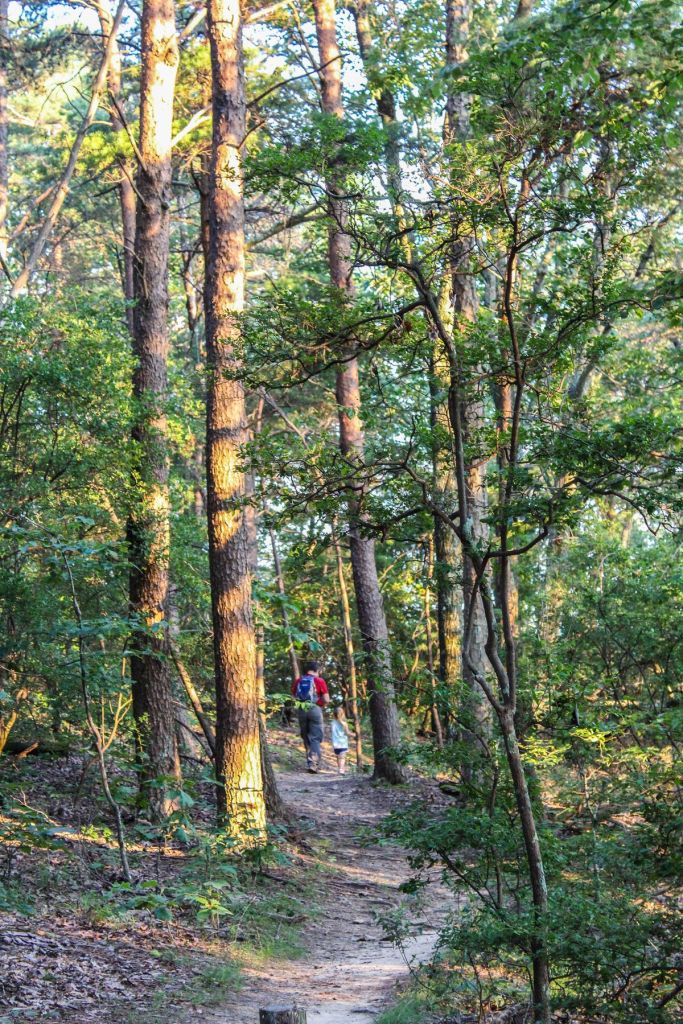 hiking trail at a huntsville land trust