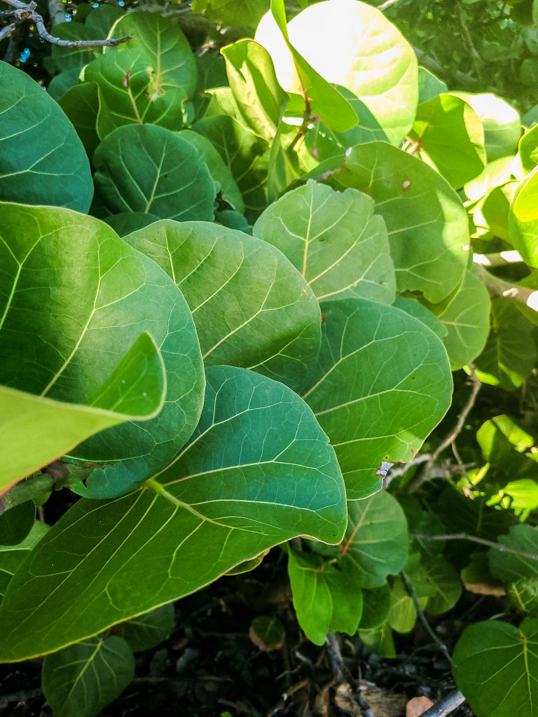 Photos of leaves of a beach plant in Anna Maria Island, Florida.