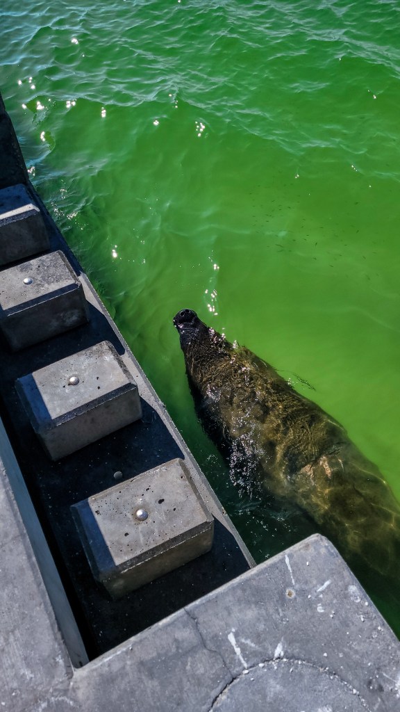 Manatees swimming in the ocean viewed from the pier in Florida. 