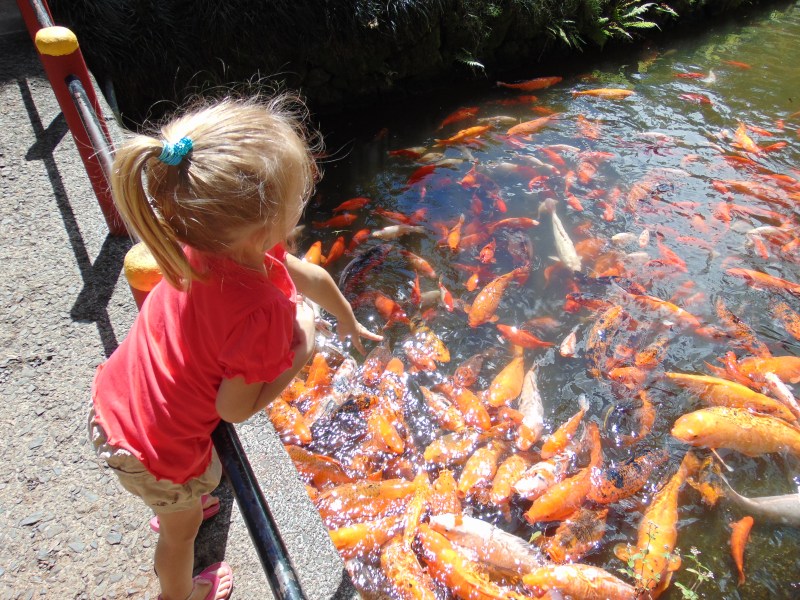 A girl feeding Koi fishes at the Byodo In Temple at Oahu. Posted on a travel guide that features the best things to do with kids on Oahu, Hawaii. 