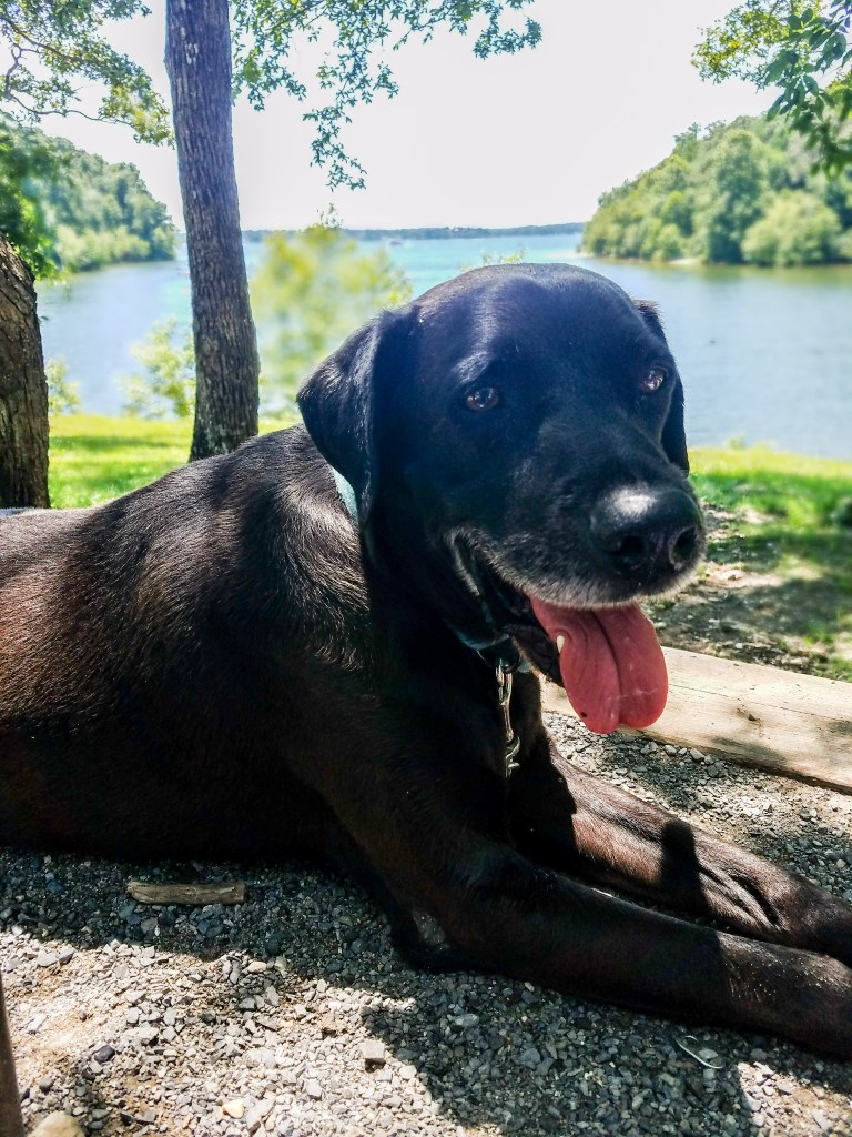 Photo of a black labrador dog camping by the lake at the campground. Camping with dogs. 