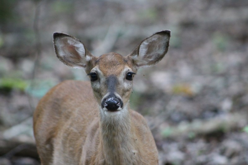 Respect Wildlife - Deer Fawn