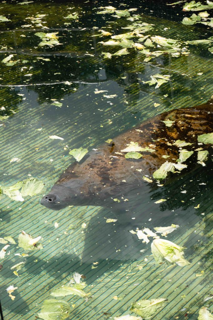 A manatee that is being rehabilitated in Homosassa Springs State Park. 