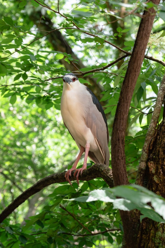 A bird on a tree at Homosassa Springs State Park. 