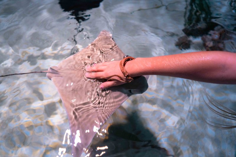 A girl petting a manta ray at the Mertailors Mermaid Aquarium Encounters