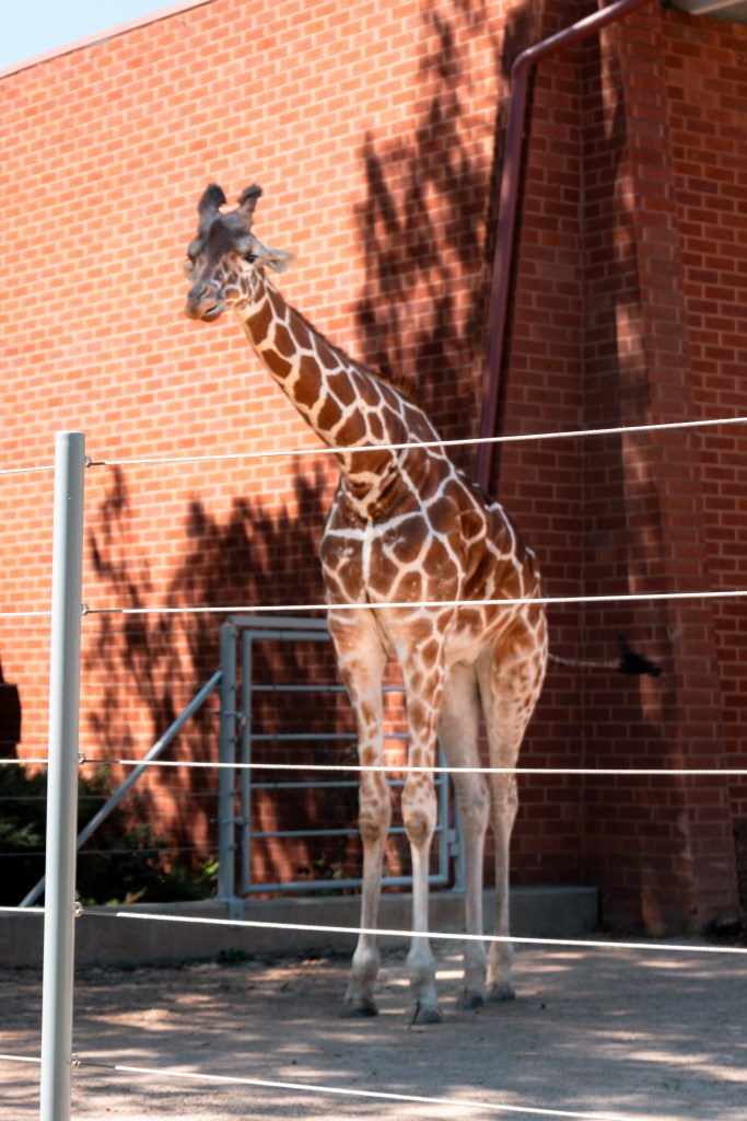 Giraffe at Denver Zoo in Denver, Colorado. 