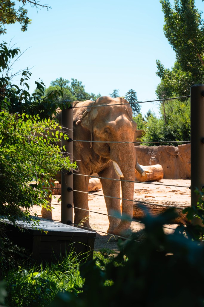 An elephant at the Denver Zoo in Denver, Colorado. 