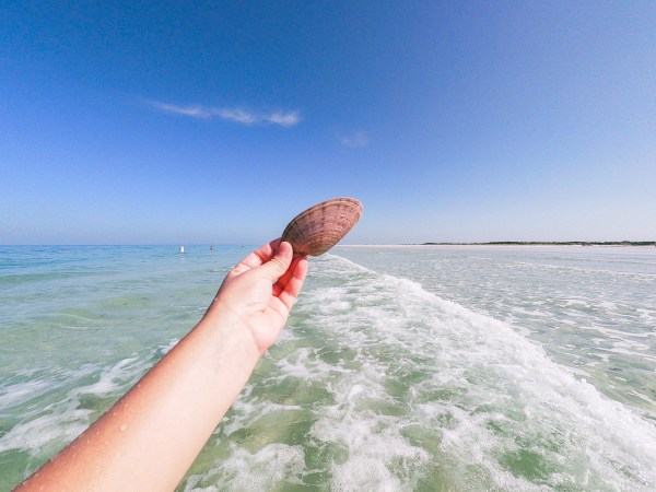 seashell at the beach waves fort de soto st pete florida