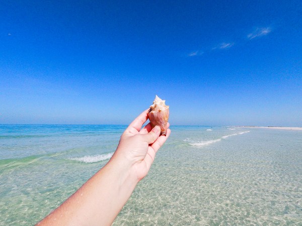 seashell at beach st pete petersburg florida