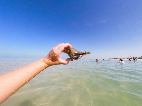 seashell at the beach waves fort de soto st pete florida