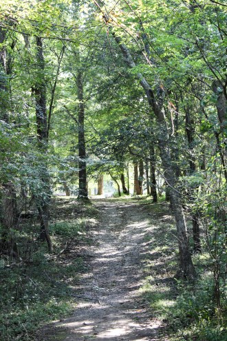 Trail around Piney Campground at Land Between The Lake