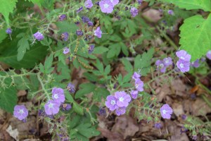 wildflowers tennessee stone door