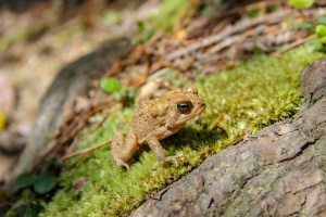 frogs tennessee south cumberland state park 