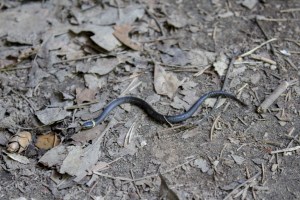 ring neck snake tennessee black snake 