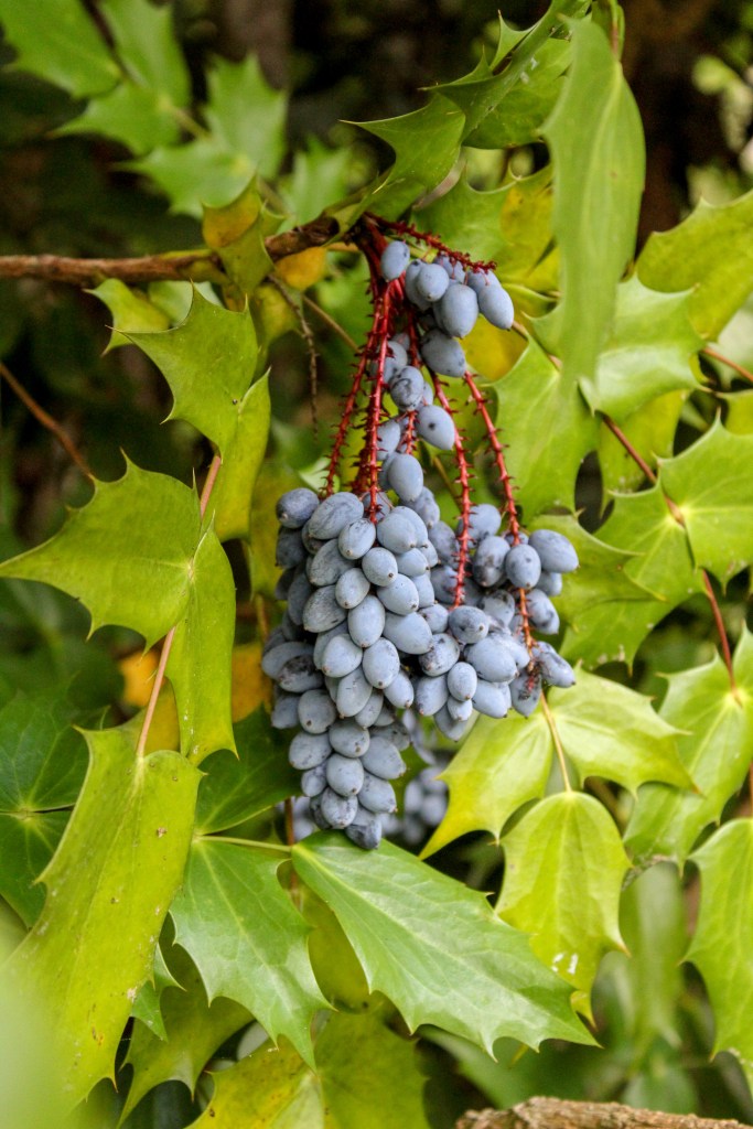 berries leatherleaf mahonia