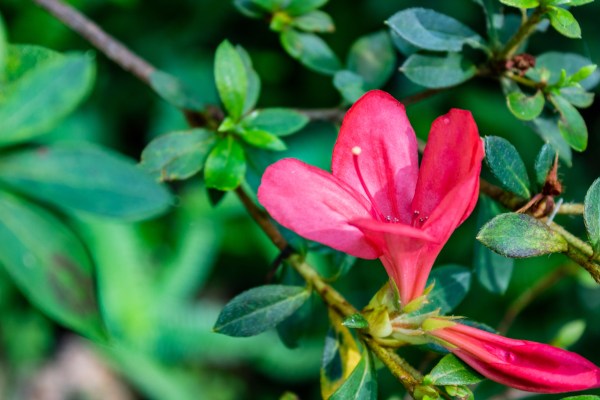 rainbow springs state park florida flowers