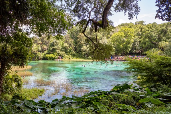 rainbow springs state park florida swimming kayaking paddleboarding