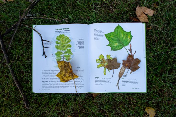 fall kids scavenger hunt and activities nature book fall leaves on books laminated sheet