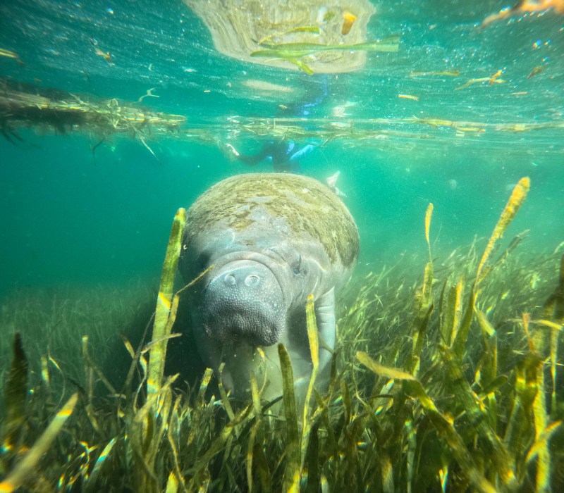 Swim with manatees tour with Adventure Center 