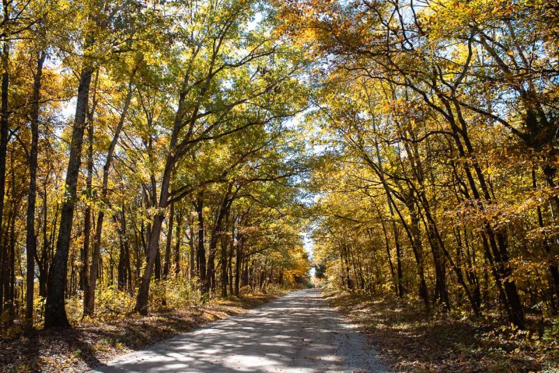 Road surrounded by beautiful autumn trees in Illinois