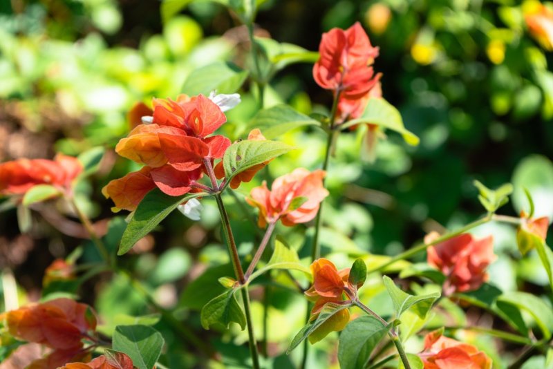 Flowers at the botanical gardens at Silver Springs State Park