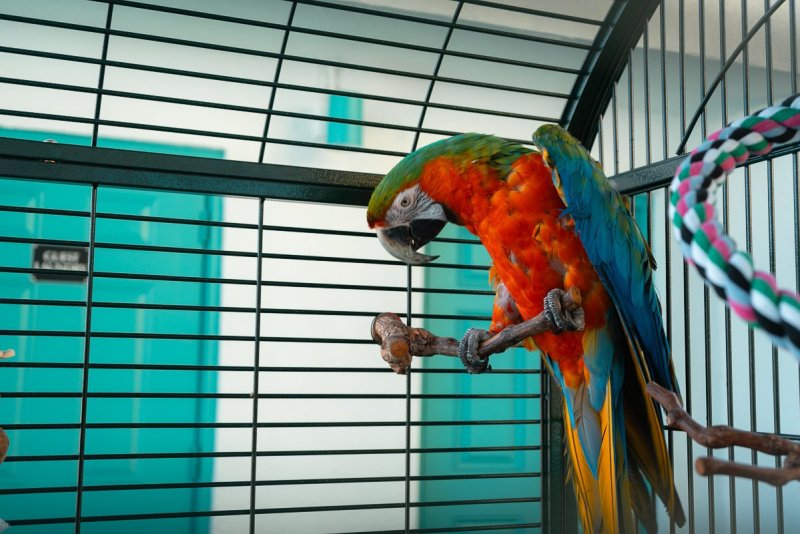 Parrot at the Tahitian Beach Resort in Treasure Island, Florida.