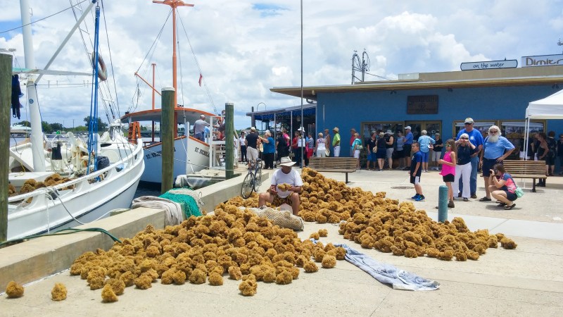 sponges at the sponge docks at tarpon springs florida