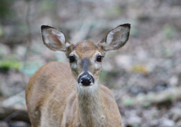 fawn deer face dunbar cave state park clarksville tennessee