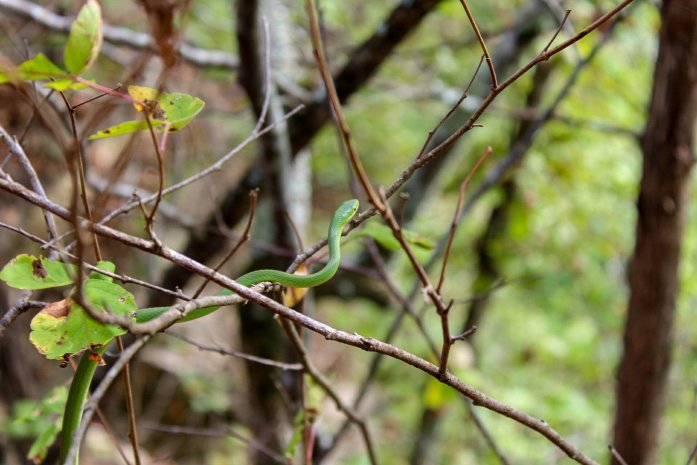 harpeth river state park garden snake