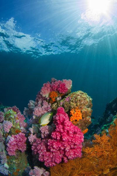 coral reef world reef day raw elements protect environment ocean sea marine life