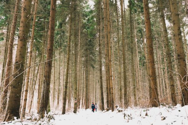 nature walks in snow forest pine trees kids hiking family