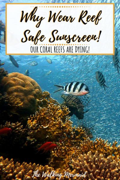 reef safe sunscreen marine life ocean coral overlay pinterest pin